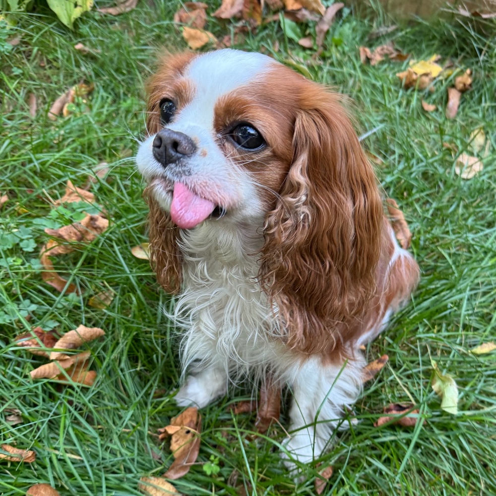 Meet your Posher, Sophia